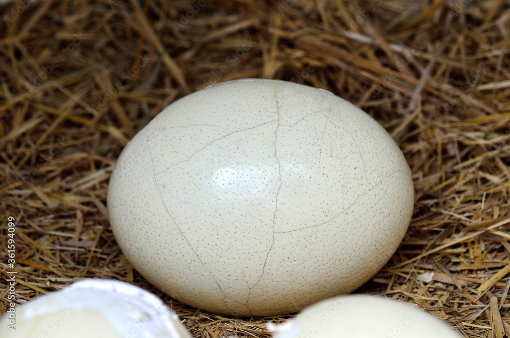 Obraz premium Ostrich egg about to hatch with lines on its skin as a nice pattern, egg skin texture