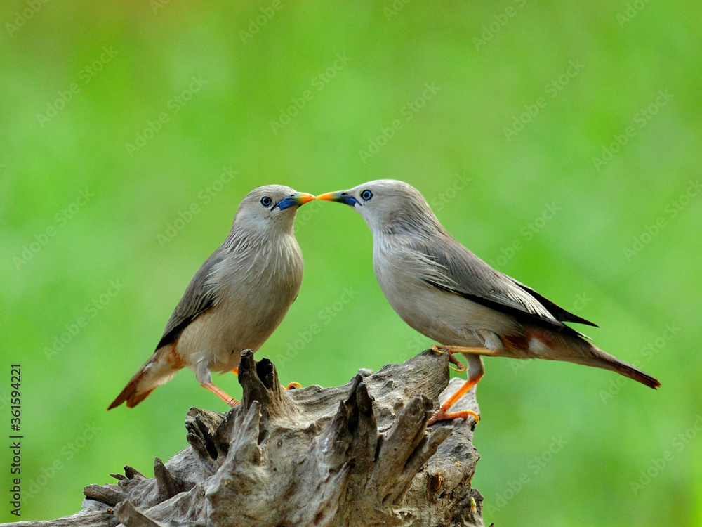 Pair of Chestnut-tailed Starling birds are kissing in very romantic moments (Sturnus malabaricus) Pair of Chestnut-tailed Starling birds are kissing in very romantic moments (Sturnus malabaricus)