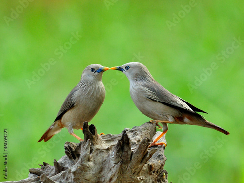 Pair of Chestnut-tailed Starling birds are kissing in very romantic moments (Sturnus malabaricus)