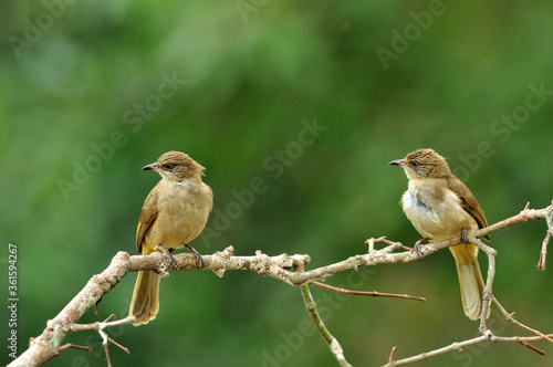 Pair of Streak-eared Bubul birds (Pycnonotus blanfordo) perching on the branch with nice blackground photo