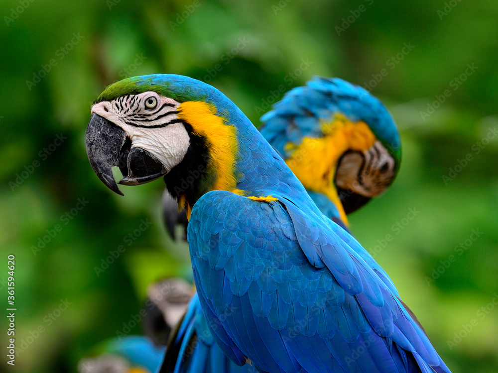 Portrait of blue-and-yello macaw, blue and golden macaw with nice macaws in background, macaw bird
