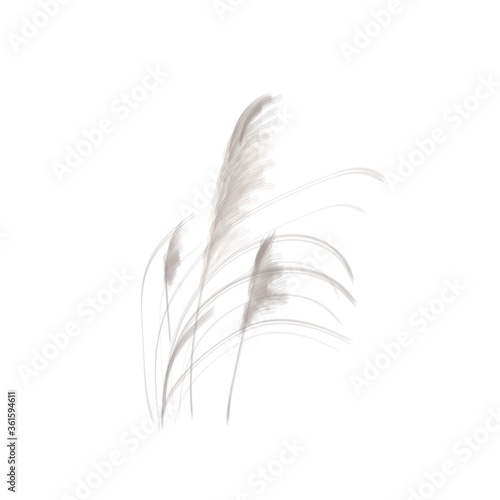 Pampas grass. Botanical vector illustration. Neutral colors. Pencil texture