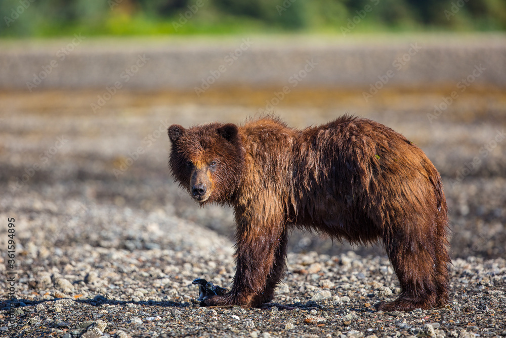 Obraz premium bear stare