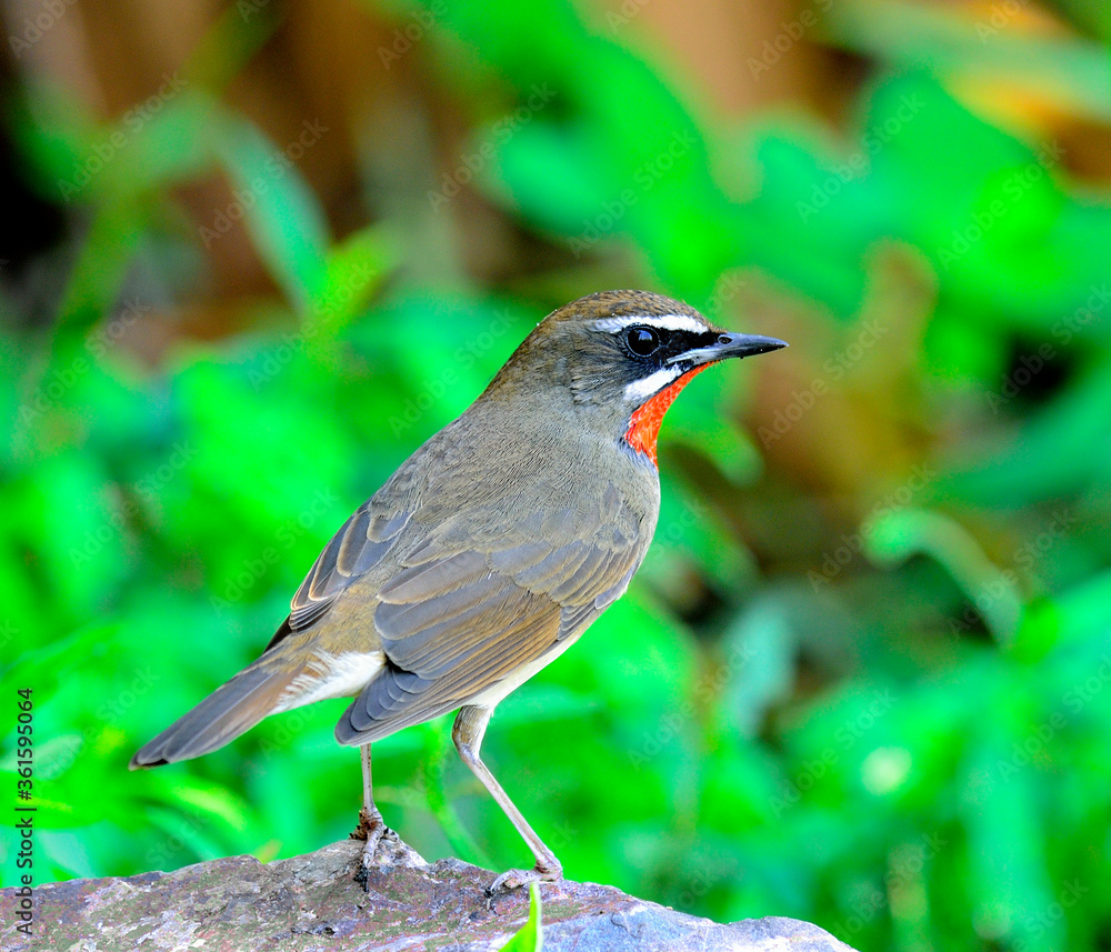 Fototapeta premium Siberian Rubythroat (Luscinia Sibilans) standing on the rock back profile