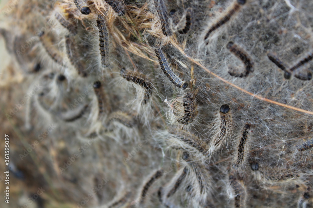 Eichenprozessionsspinner Stock Photo | Adobe Stock