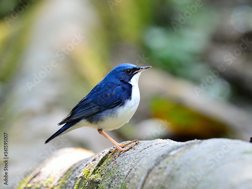 Siberian Blue Robin (Luscinia cyane) a lovely fat blue bird standing on the clean log