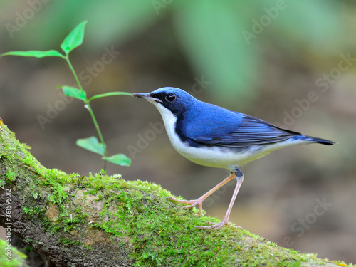 Siberian Blue Robin (Luscinia cyane) a lovely blue bird standing on the mossy log with green plant