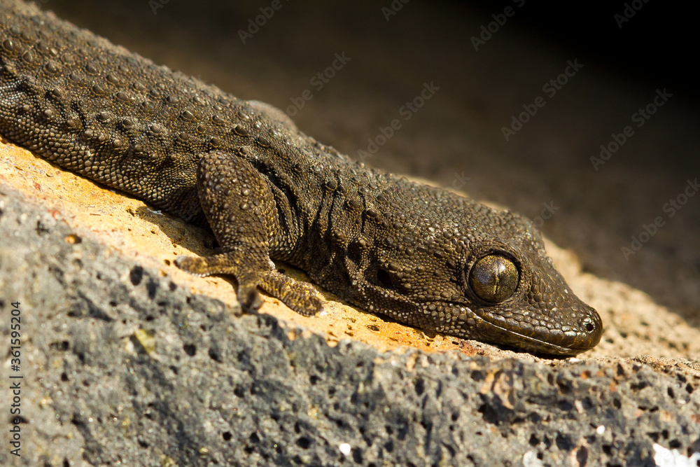 Naklejka premium Perenquén común (Tarentola delalandii), tomando el sol sobre la piedra volcanica en Tenerife (España).