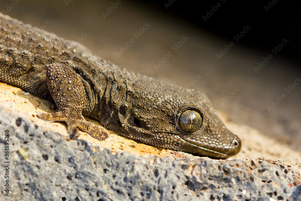 Perenquén común (Tarentola delalandii), al sol sobre la roca en Tenerife (España). Perenquén común (Tarentola delalandii), al sol sobre la roca en Tenerife (España).