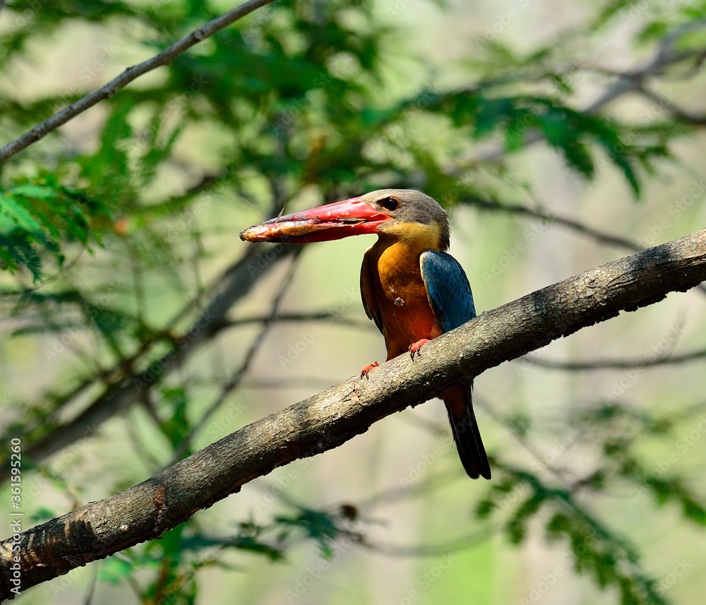 Stork-billed Kingfisher, Halcyon capensis, carrying fish in mouth to feed its chicks, bird Stork-billed Kingfisher, Halcyon capensis, carrying fish in mouth to feed its chicks, bird