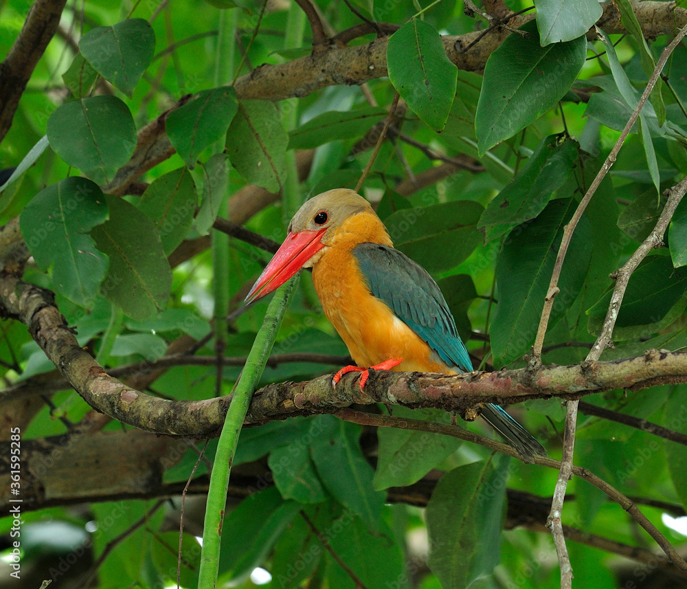Naklejka premium Stork-billed Kingfisher, Halcyon capensis, perching on the tree waiting for fishing, bird