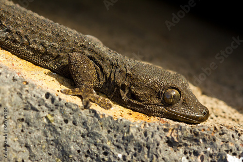 Perenquén común (Tarentola delalandii),  tomando el sol sobre la piedra volcanica en Tenerife (España).