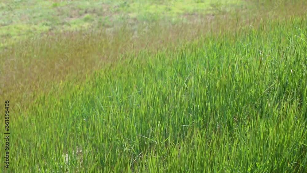 Green vivid green grass waving in wind. Rural close-up freshness slow motion video Green vivid green grass waving in wind. Rural close-up freshness slow motion video