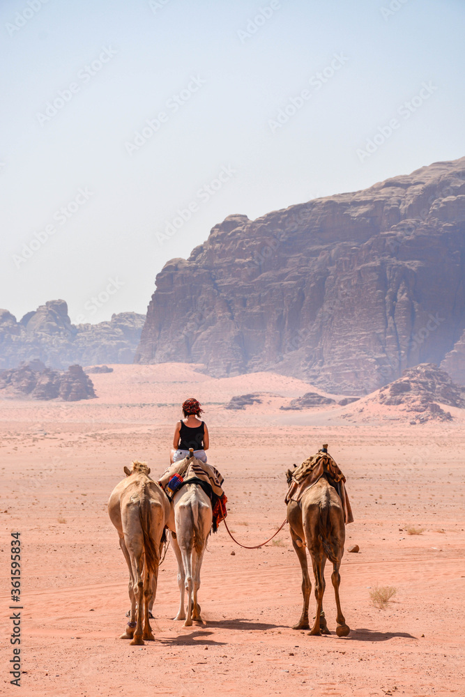 Fototapeta premium Camel in desert. Wadi Rum, Jordan 