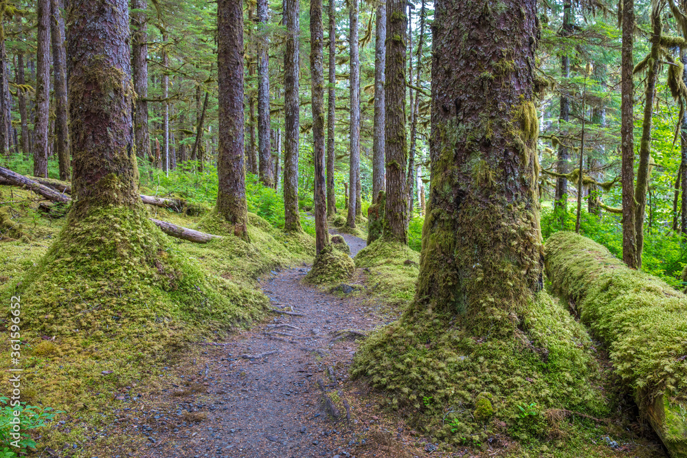 rugged forest path