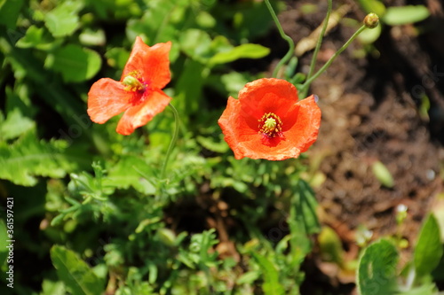 beautiful red flowers, poppies on a beautiful green background.