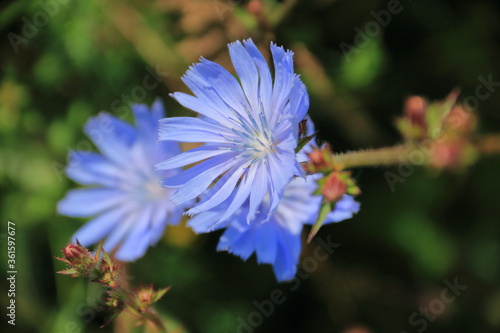 chicory flower in the summer field