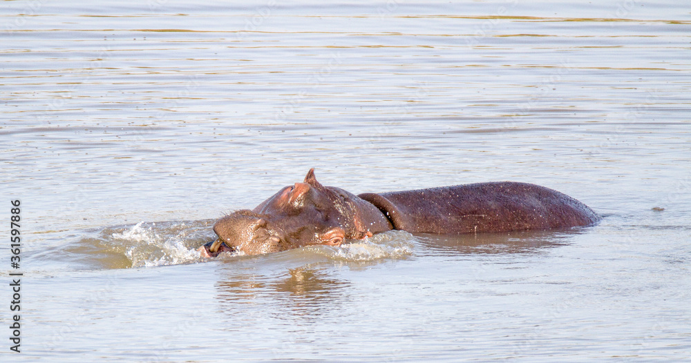 Fototapeta premium Hippos fighting in water at Kruger Park South Africa
