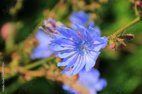 Common chicory (Cichorium intybus) flowers.