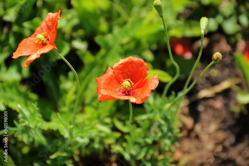 beautiful red flowers, poppies on a beautiful green background.