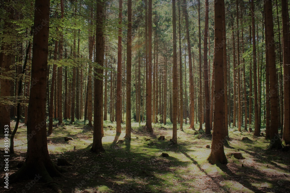 Obraz premium forest in autumn