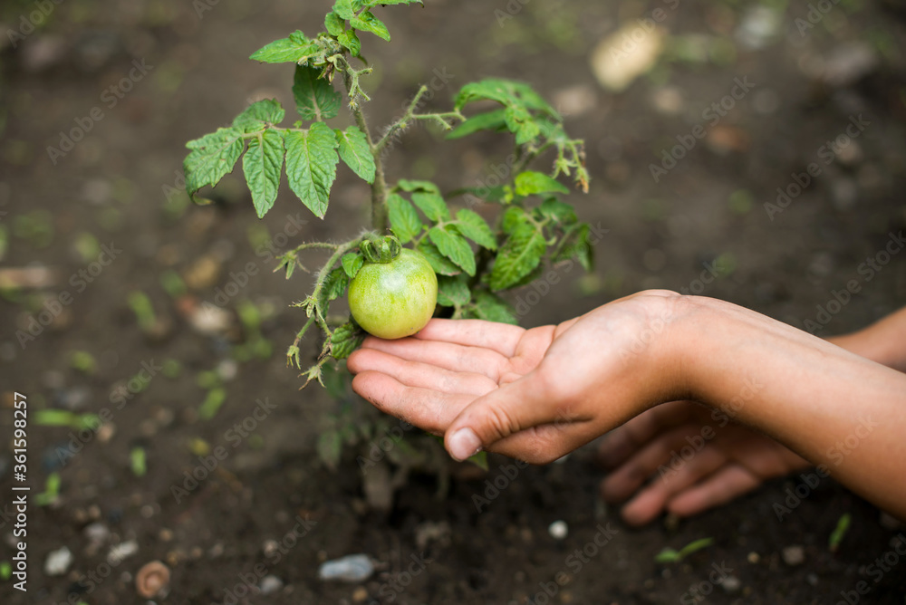 Kid child caring of unripe green tomatoes growing on the garden bed. Tomatoes in the greenhouse with the green fruits. The green tomatoes on a branch. Organic farming. Concept of healthy food Kid child caring of unripe green tomatoes growing on the garden bed. Tomatoes in the greenhouse with the green fruits. The green tomatoes on a branch. Organic farming. Concept of healthy food