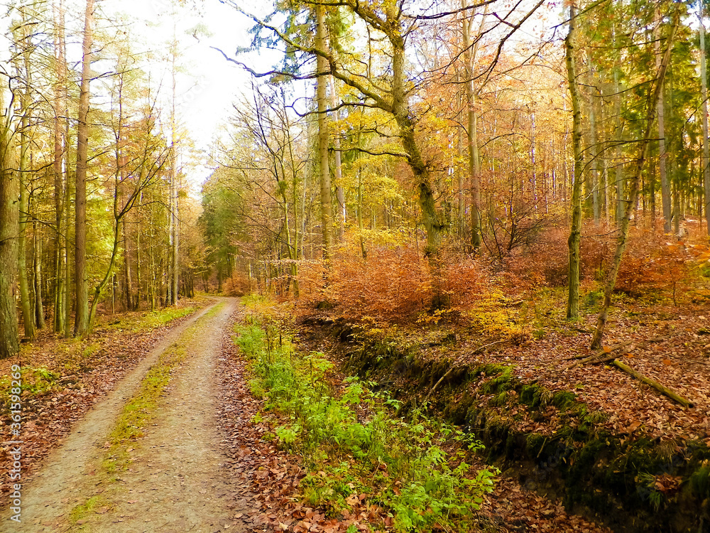 Fototapeta premium Autumn forest landscape, Poland.