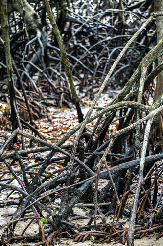 Lenggadai Roots (Bruguiera parviflora) © Hanjo Hellmann