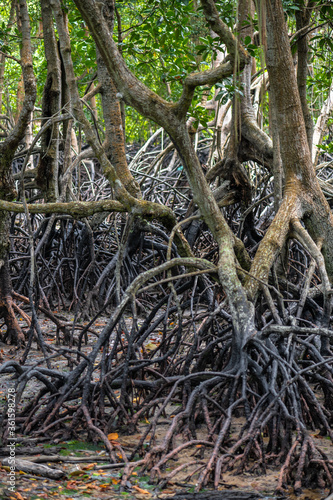Lenggadai Roots (Bruguiera parviflora)