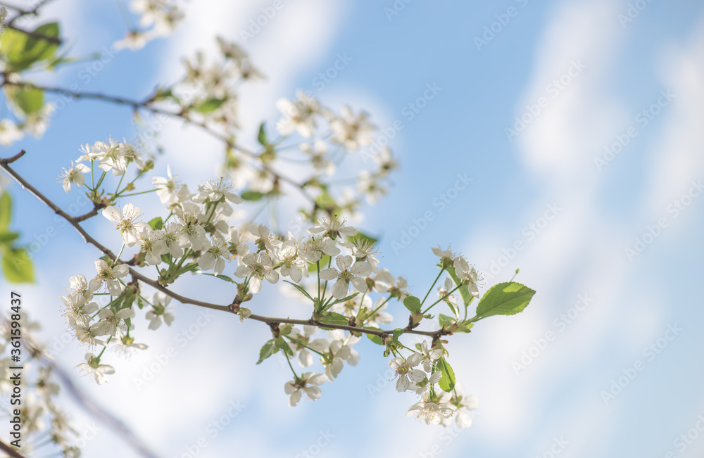 Obraz premium Beautiful tender cherry tree flowers on blue sky. First blossom. Sunny day. Springtime concept