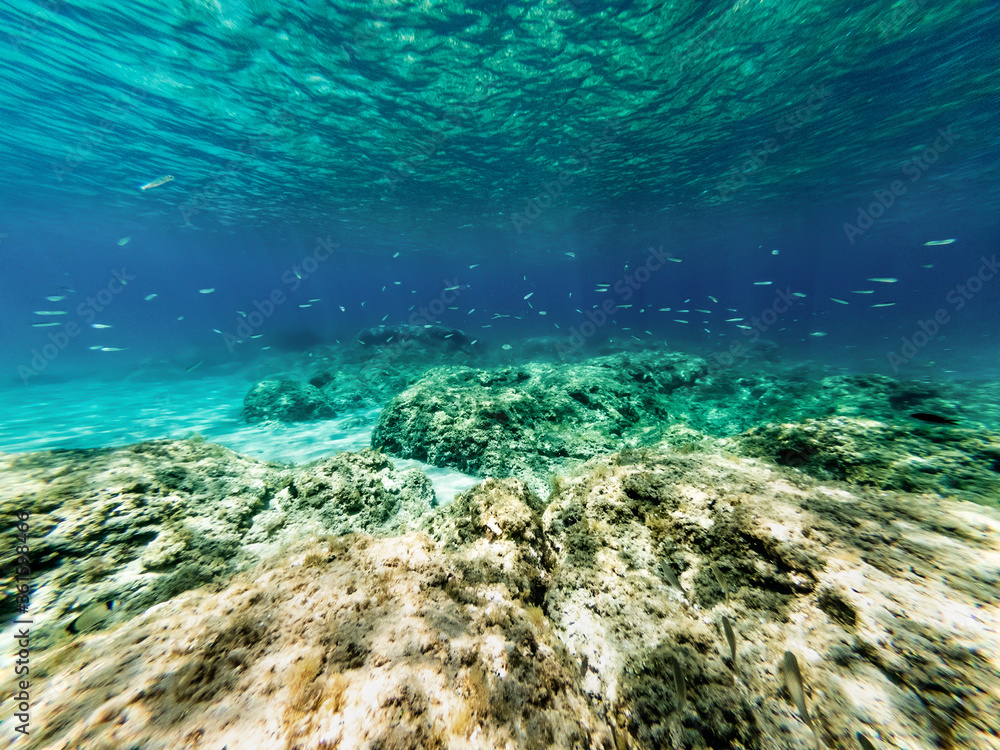 Fototapeta premium Szkoła ryb w brzegu Alghero