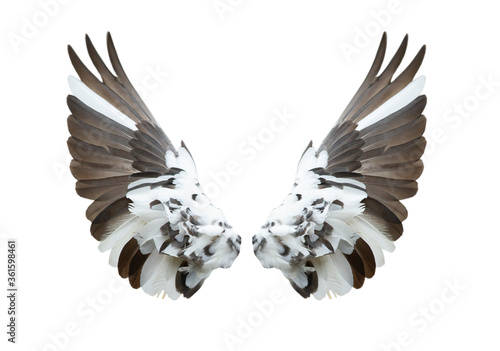 Bird wings isolated on white background