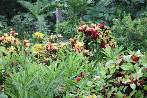 Jamaican Botanical gardens