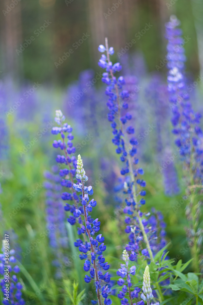 Summer meadow with blue lupine flowers in the rays of the evening sun. The background is blurry. Summer meadow with blue lupine flowers in the rays of the evening sun. The background is blurry.