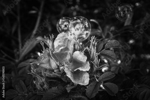 Schwarz Weiß Seifenblasen/ Blume