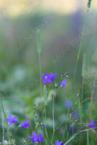 A lilac bell flower Campanula patula on the natural blurred background. Soft focus.