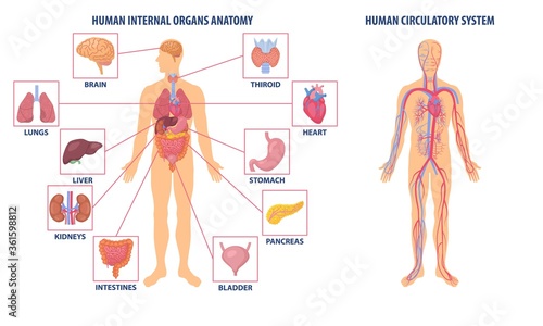 Two diagrams showing the anatomy of the human body, one with the circulatory system and the other with organ icons, colored vector illustration