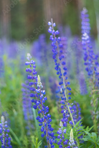 Summer meadow with blue lupine flowers in the rays of the evening sun. The background is blurry.