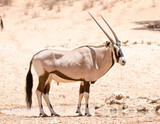 Portrait of a Gemsbok (oryx) bull in the Kgalagadi Park Kalahari Desert South Africa