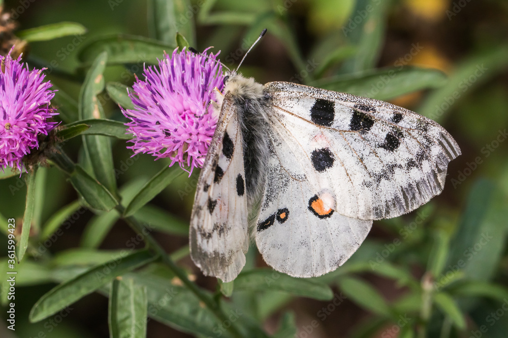 Red Apollo (Parnassius apollo)