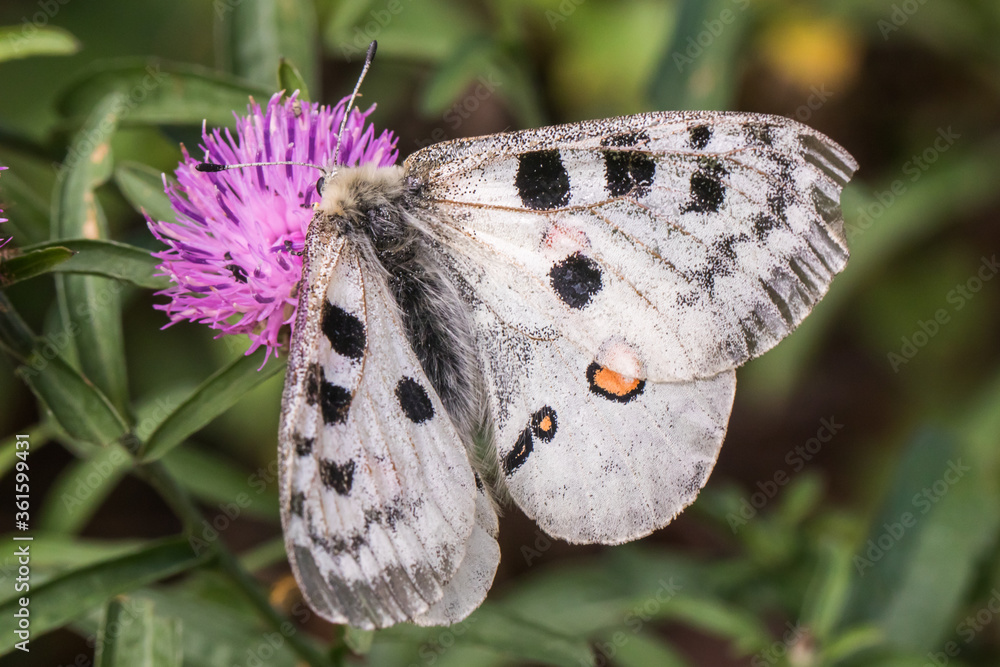 Red Apollo (Parnassius apollo)