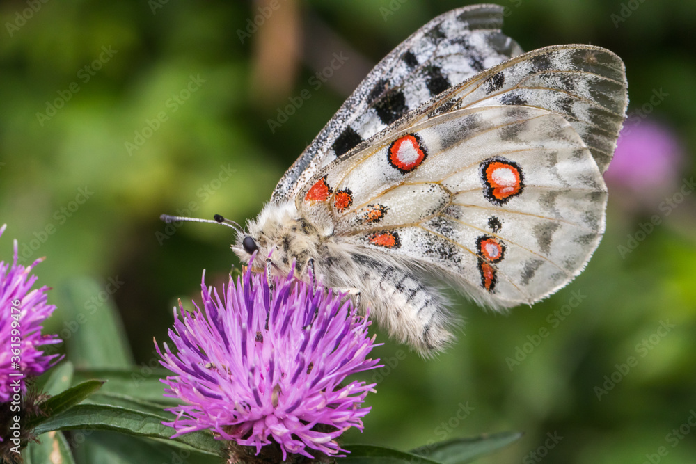 Red Apollo (Parnassius apollo)