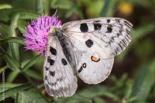 Obraz na płótnie Red Apollo (Parnassius apollo) w salonie