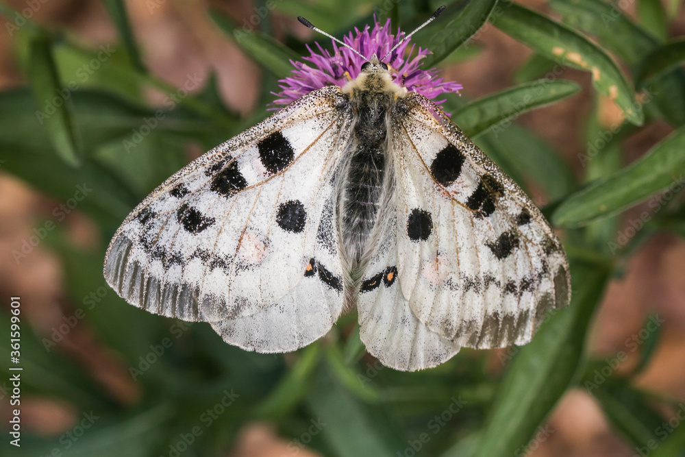 Red Apollo (Parnassius apollo)
