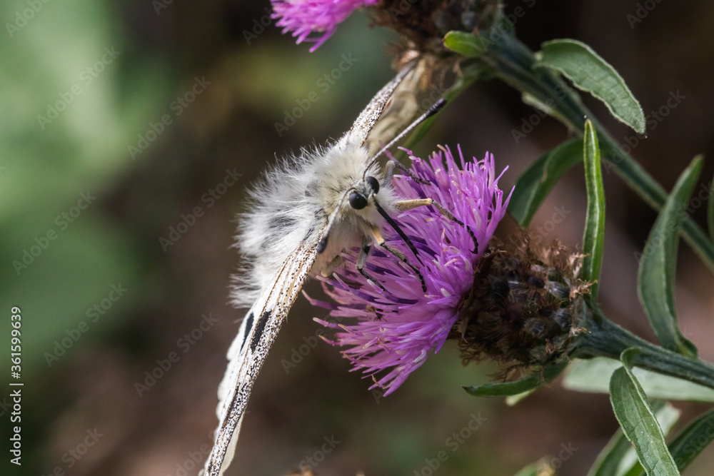 Red Apollo (Parnassius apollo)