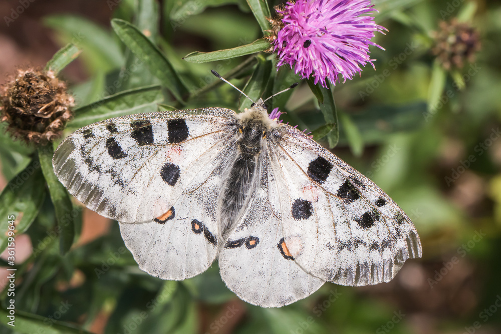 Red Apollo (Parnassius apollo)