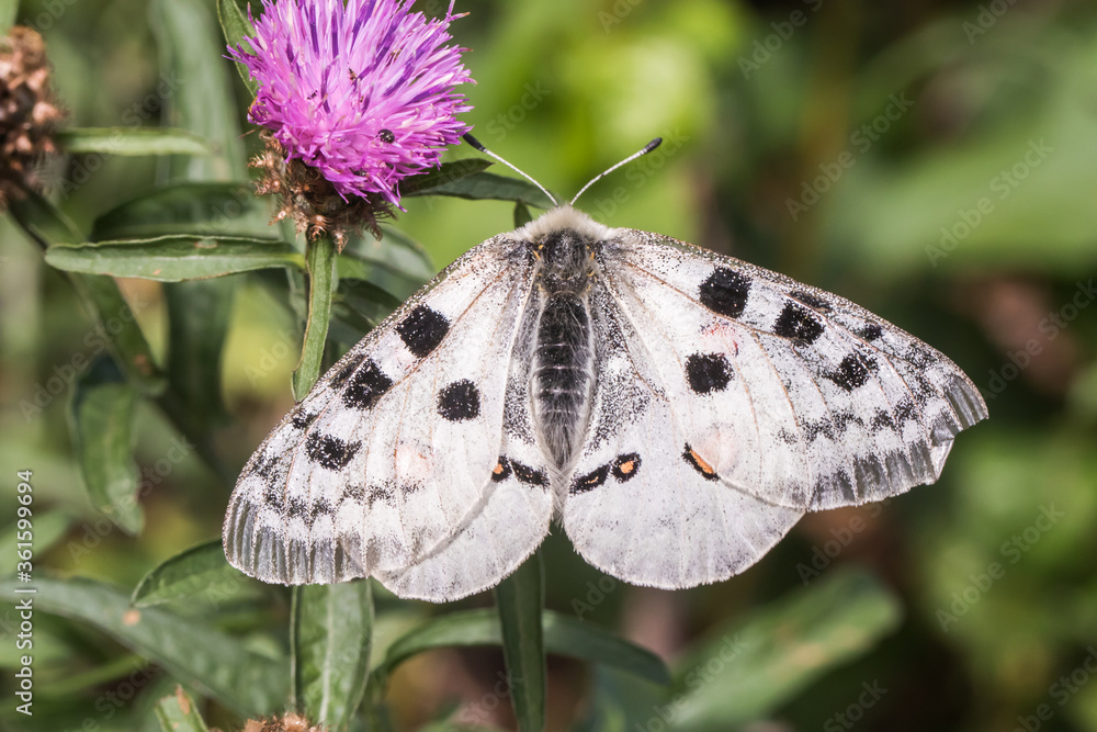Red Apollo (Parnassius apollo)