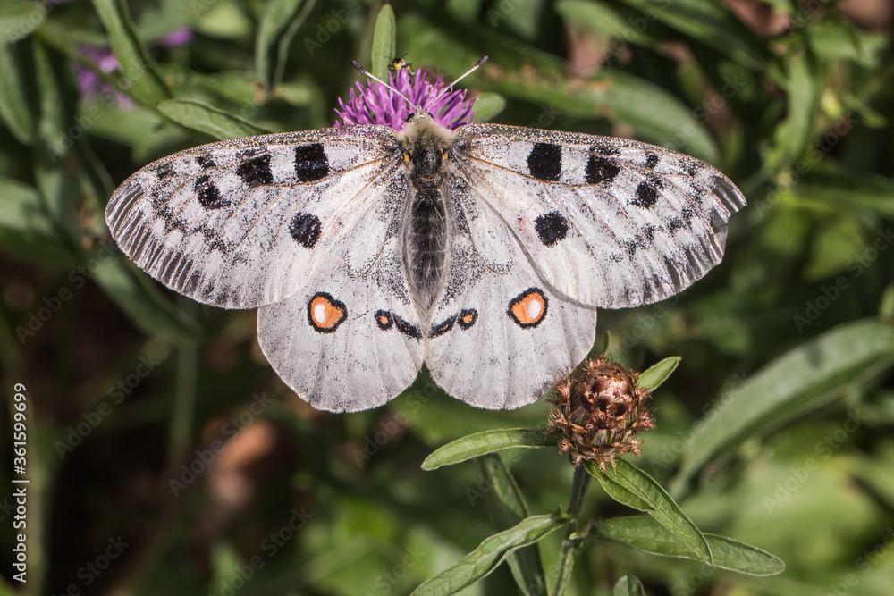 Red Apollo (Parnassius apollo)