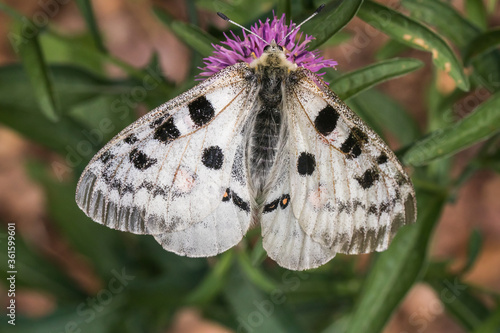 Obraz na płótnie Red Apollo (Parnassius apollo) w salonie