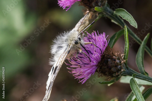 Red Apollo (Parnassius apollo) photo